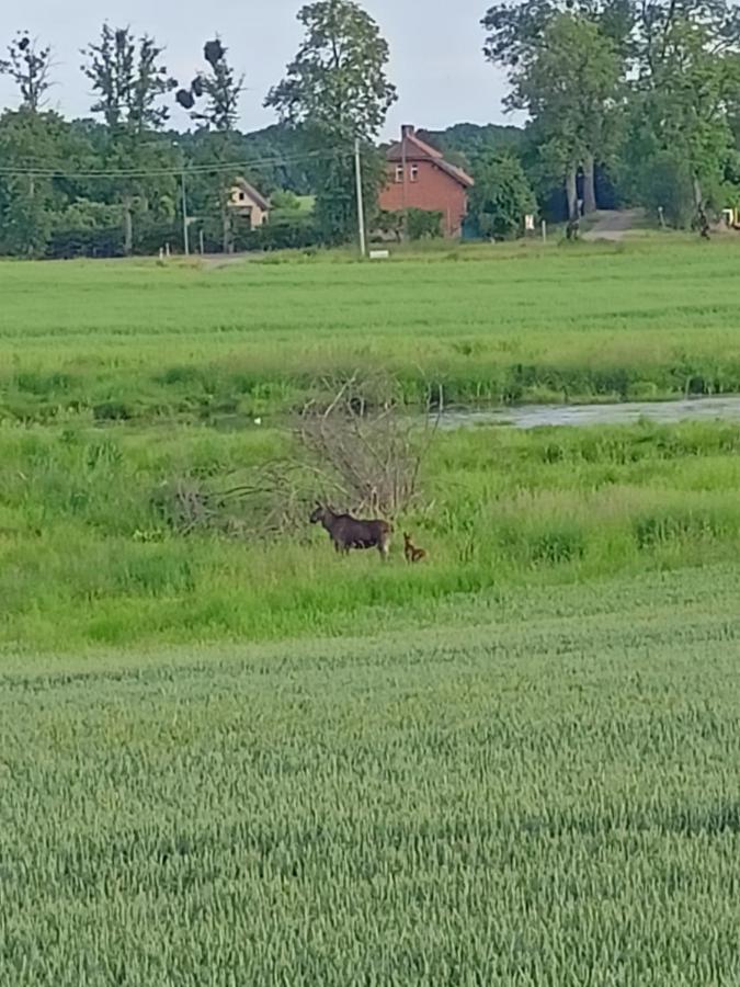 Swierkowe Siedlisko Węgorzewo Zewnętrze zdjęcie